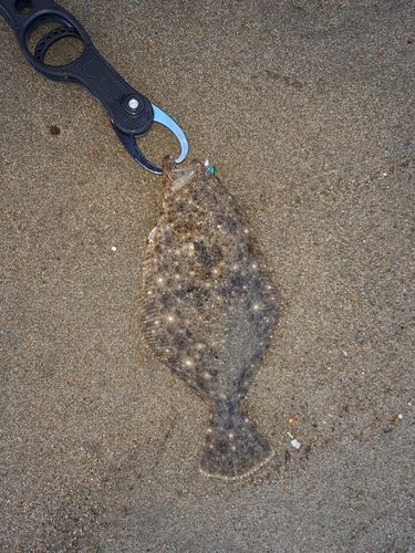 ソゲの釣果