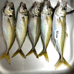 アジ