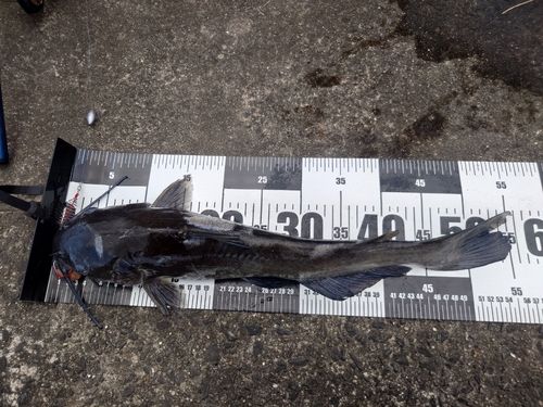 アメリカナマズの釣果