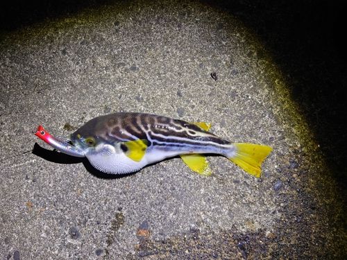 シマフグの釣果