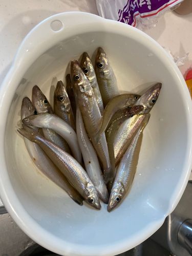キスの釣果