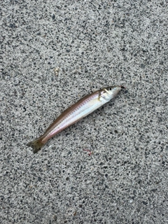 シロギスの釣果