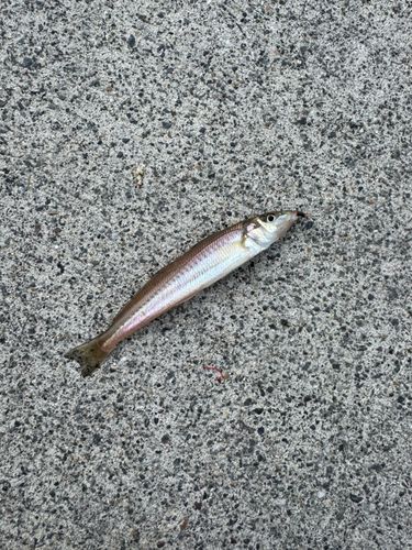 シロギスの釣果