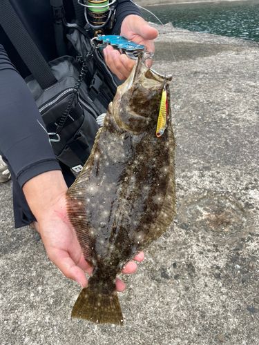ヒラメの釣果