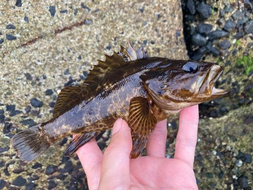 タケノコメバルの釣果