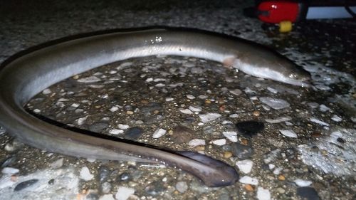 ウナギの釣果
