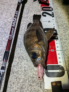 メバルの釣果