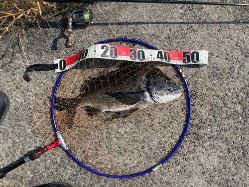 チヌの釣果