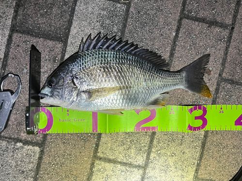 キビレの釣果