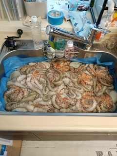 タコの釣果