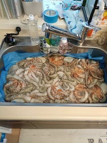タコの釣果