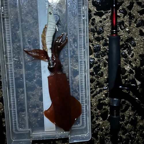 ケンサキイカの釣果