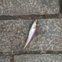 シロギス