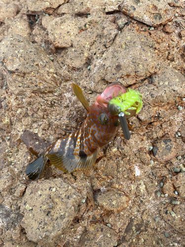 キジハタの釣果