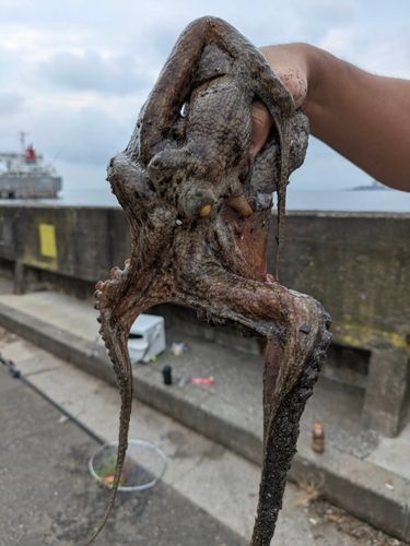 マダコの釣果