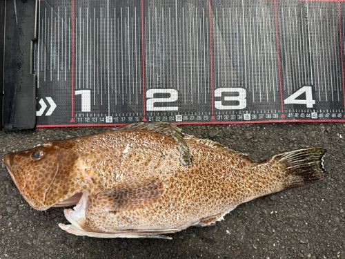 オオモンハタの釣果