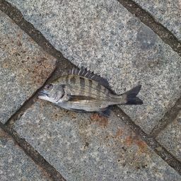 クロダイ