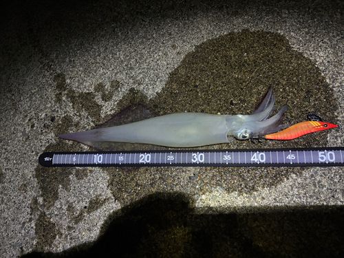 ヤリイカの釣果