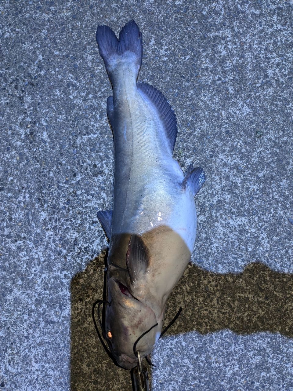 アメリカナマズ