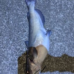 アメリカナマズ