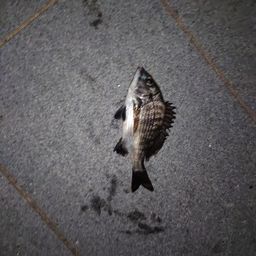 クロダイ