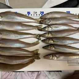 シロギス