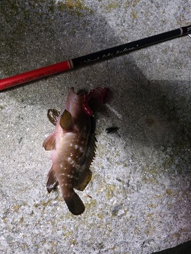 キジハタの釣果