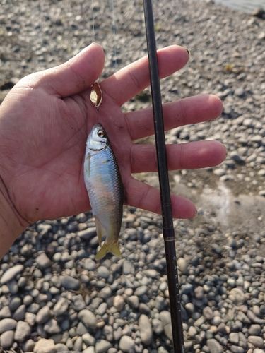 オイカワの釣果