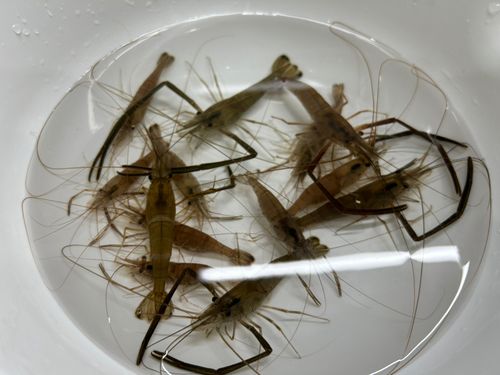 テナガエビの釣果