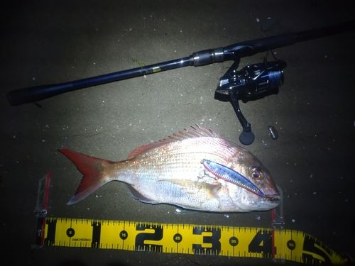 マダイの釣果