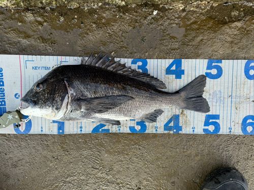 チヌの釣果