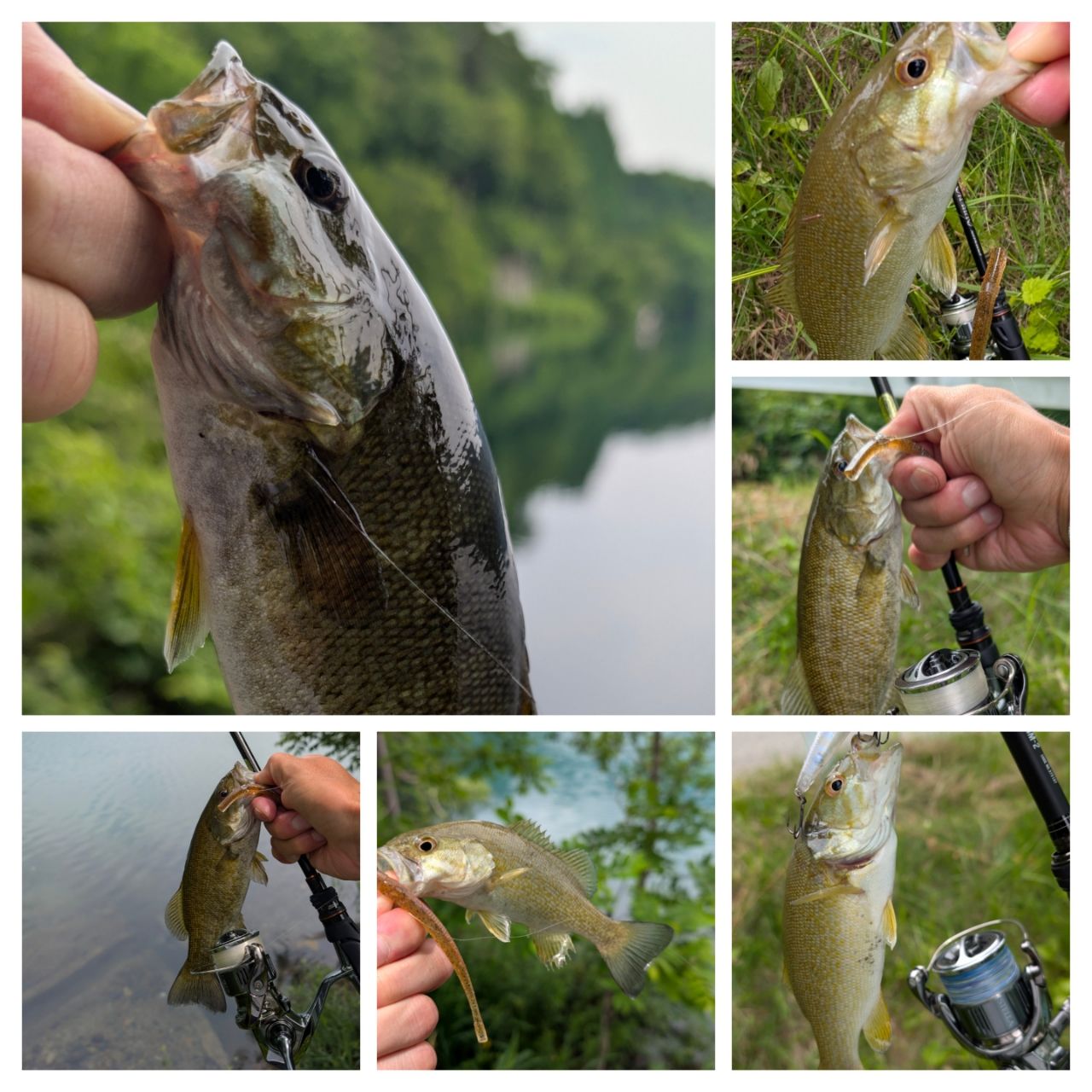 スモールマウスバス