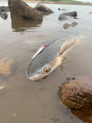 メナダの釣果