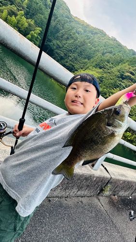 ブルーギルの釣果