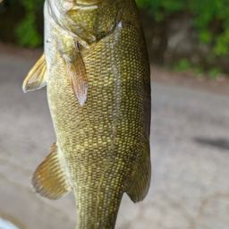 スモールマウスバス