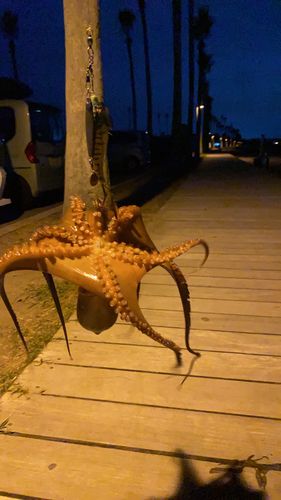 タコの釣果