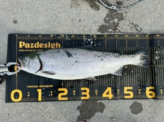サクラマスの釣果
