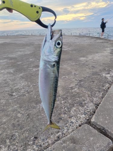 サバの釣果