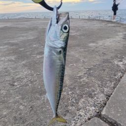 サバ