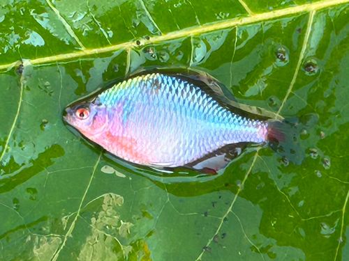 タイリクバラタナゴの釣果