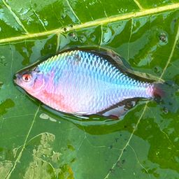 タイリクバラタナゴ