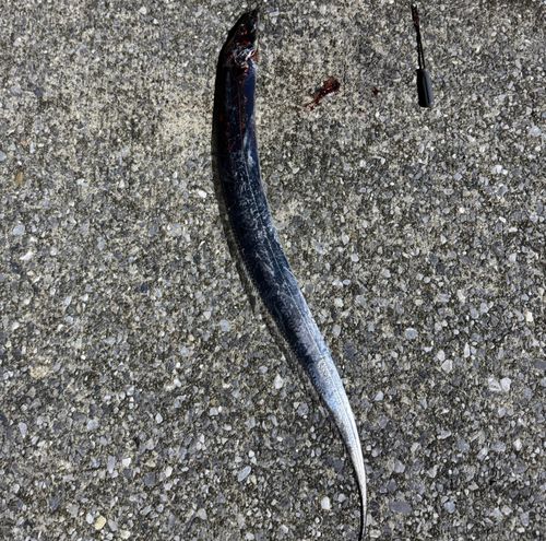 タチウオの釣果