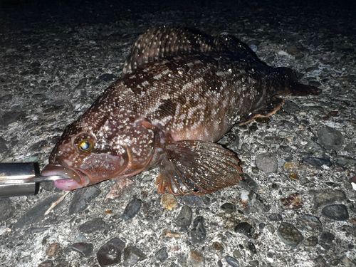 アイナメの釣果