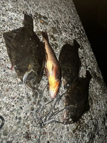マコガレイの釣果