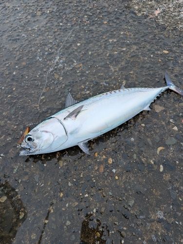 ソウダガツオの釣果