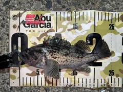 クロソイの釣果