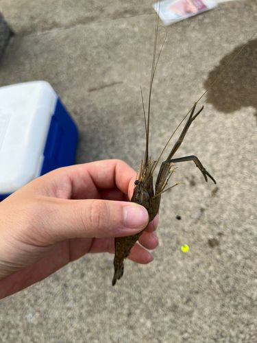 テナガエビの釣果