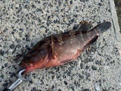 アコウの釣果