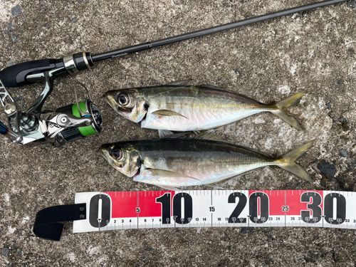 アジの釣果