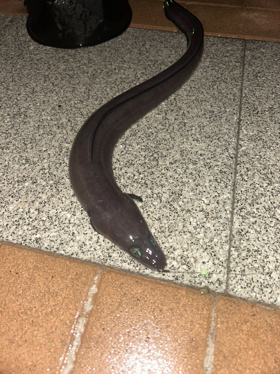 アナゴ